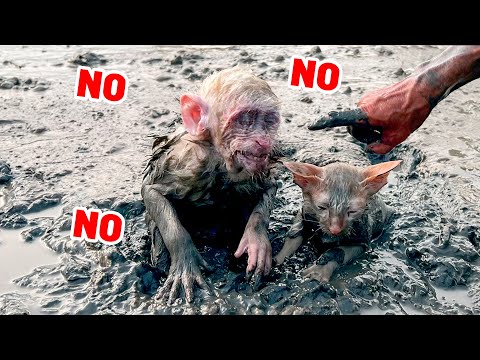 Видео: Несчастный случай с обезьянкой и котёнком Луной