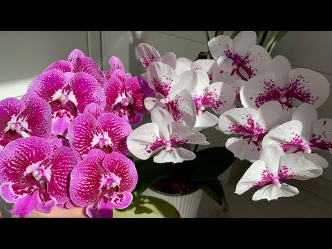 Видео: ЦВЕТЕНИЕ моих ОРХИДЕЙ ЧАСТЬ 4❗️расположение