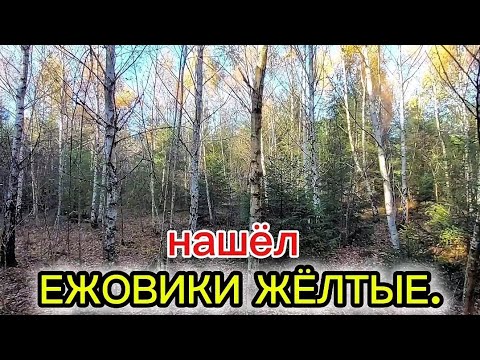 Видео: НАШЁЛ ЖЁЛТЫЕ ЕЖОВИКИ! 