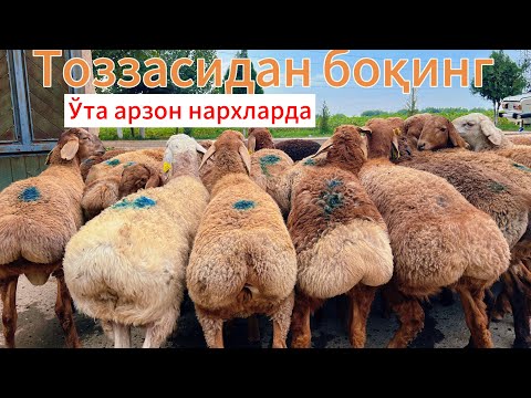 Видео: Марифбой акани қўй фермасида қўчқор нархлари 300 мингдан арзонлади 300 бош қўчқорлар