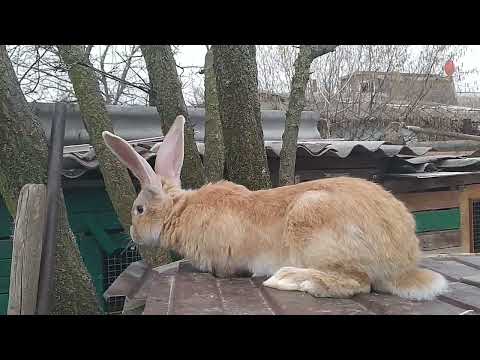 Видео: Кролики Фландр | Обзор на кроликов | Какие изменения