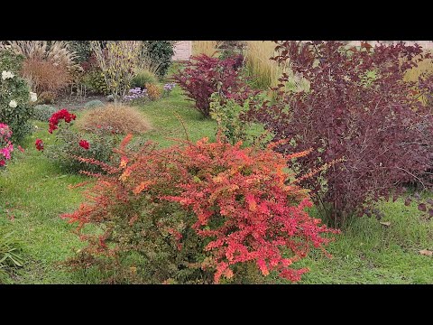 Видео: Барбариси в саду, огляд сортів.