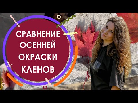 Видео: Сравнение осенней окраски кленов
