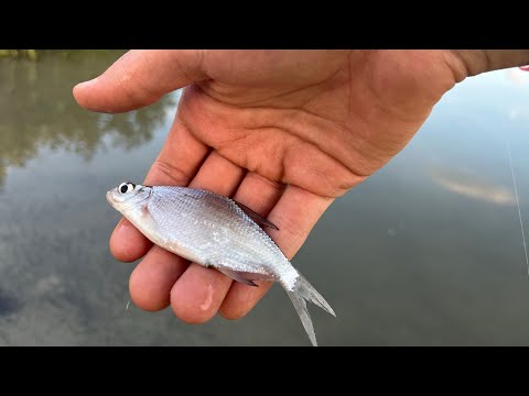 Видео: РЫБА ОПЯТЬ РВЕТ ПЛЕТНЮ! КЛЮЁТ ТОЛЬКО БЕЛЬ И ХИЩНИК