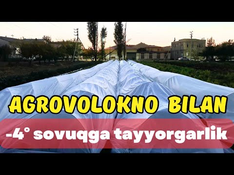 Видео: Agrovolokno bilan ochiq daladigi salatlarni sovuqdan himoya qilish #агроволокно 