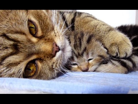 Видео: Мама Кошка разговаривает с ее прикольными мяукающими котятами