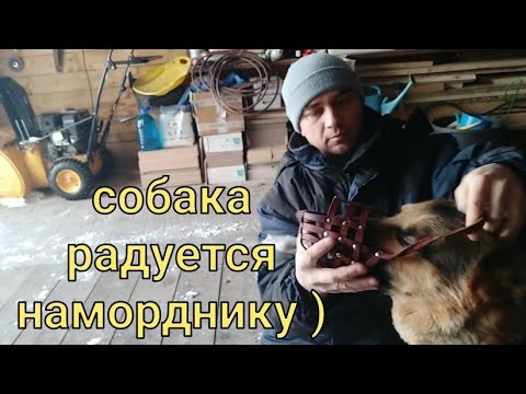 Видео: Собака, которая радуется наморднику! Видать очень хочет гулять)