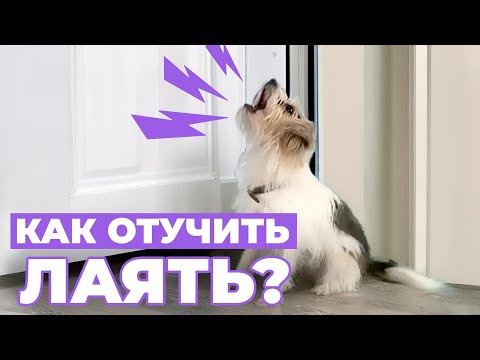 Видео: Как ОТУЧИТЬ собаку лаять на дверь? Всё о ПРИЧИНАХ, ЗАНЯТИЯХ 🐕‍🦺 и что нужно знать о НАКАЗАНИЯХ😱