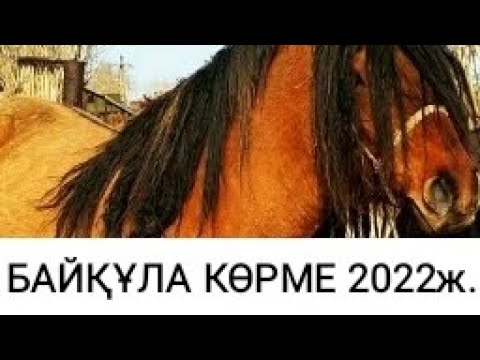 Видео: БАЙҚҰЛА 2009Ж. МҰҒАЛЖАР АЙҒЫР КӨРМЕ 2022Ж. ТОЛЫҚ ВИДЕО. #ақтөбе #жылқы #қайыңды #мұғалжаржылқысы