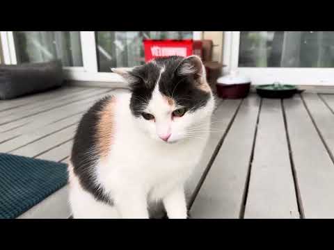 Видео: Грибы,розы и ураган в июле