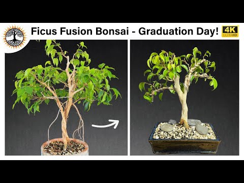 Видео: Бонсай из фикусов фьюжн — выпускной в горшке для бонсай