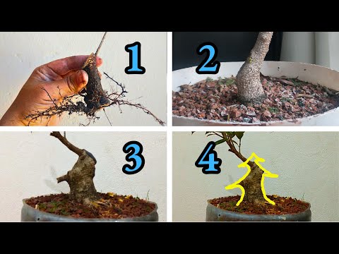 Видео: Как сделать бонсай из фикуса | Фикус Бонсай Эволюция