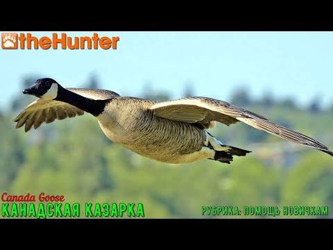 Видео: ♢ theHunter Classic ➫ Рубрика: Помощь новичкам ➫ Canada Goose part 1 ➫ Канадская казарка ♢