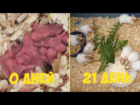 Видео: Сирийские хомяки 0-21 дня | Новорожденные хомячки