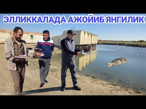 Видео: КУЛ БАЛИК ЭЛЛИККАЛАДА АЖОЙИБ ЯНГИЛИК  ДАМ ОЛИШ МАСКАН