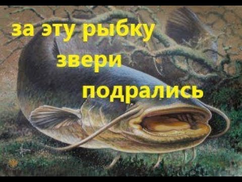 Видео: Владимир Сутеев - Кот-рыболов