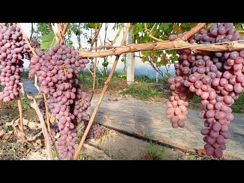 Видео: Посадка винограда, сбор инжира, делаем изюм. Срубаю банан, оставляю грозди винограда на хранение.