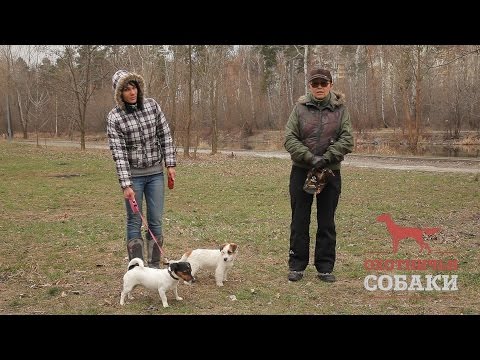 Видео: Охотничьи собаки. 20 серия. Джек-рассел-терьер