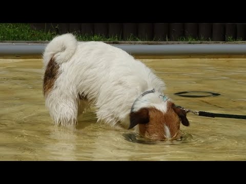 Видео: ДТ - 392. Группа "водолазы" - терьер, шнауцер, спаниель