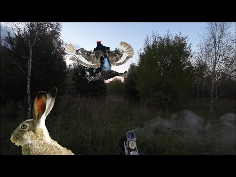 Видео: ОХОТА НА ТЕТЕРЕВА и ЗАЙЦА с ТОЗ-34Р штучное. ОТКРЫЛСЯ ПО ОДНОМУ ИЗ НИХ!