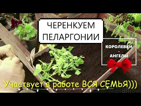 Видео: Черенкуем КОРОЛЕВКИ и АНГЕЛЫ - Гордись не знанием верхушек, а знанием корней. Набираемся опыта.