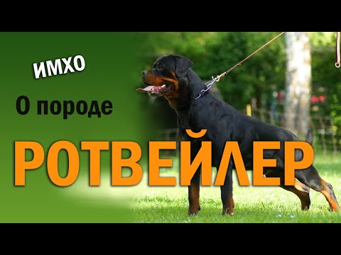 Видео: РОТВЕЙЛЕР - ИМХО