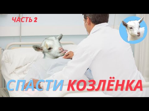 Видео: Вздутие живота у козы Как спасти козу Часть 2