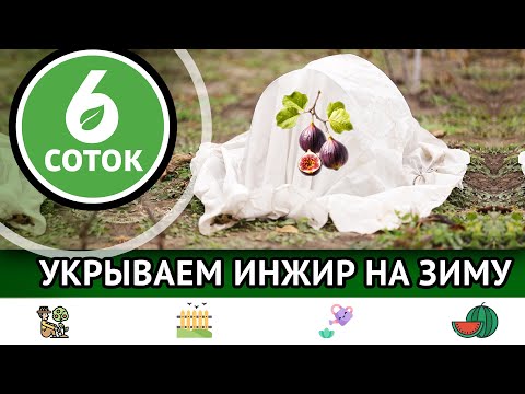 Видео: Укрываем инжир на зиму. 6 соток 18.11.2024