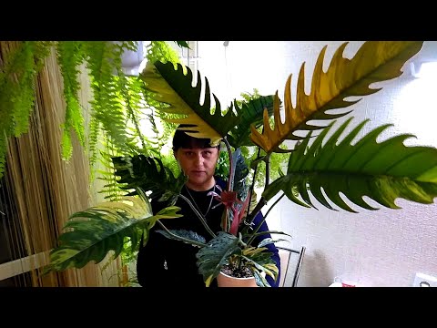 Видео: #Мои_комнатные_растения_2021 //  Укореняем черенки хой //  Моя королева -- КАРАМЕЛЬ Марбл