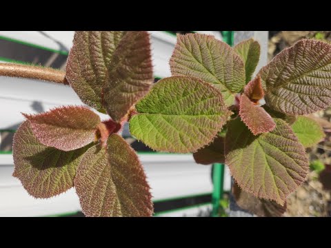 Видео: Вся правда об укоренении черенков киви