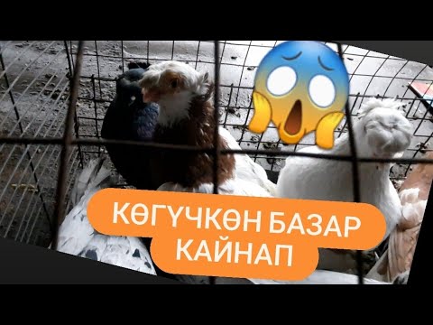 Видео: Бишкек көгүчкөн базар 06 Март