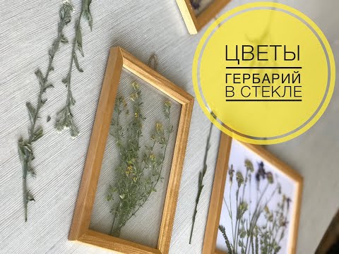 Видео: Цветы в рамке | Гербарий в стекле | Home and garden | Herbarium