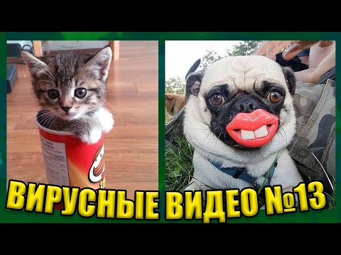 Видео: ВИРУСНЫЕ ВИДЕО / Подборка смешных животных №13