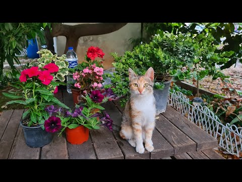 Видео: Снимаю на лето ковры во всем доме. Генеральная уборка с песнями