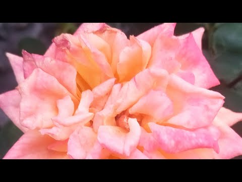 Видео: На хозяйстве. Плотность молока моих коз