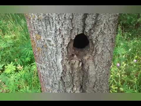 Видео: Проверка ловушек. Гречиха. Беларусь, с праздником!