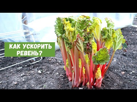 Видео: РЕВЕНЬ вкуснее, чем обычно! / Выгонка ревеня