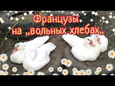 Видео: индоутки тяжелой линии на обычном содержании.