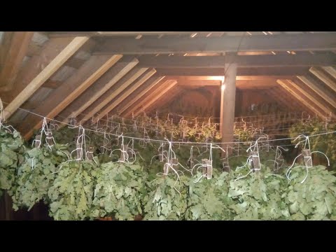 Видео: Заготовка дубовых веников.