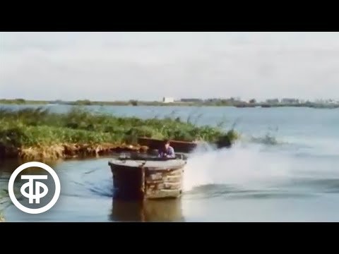 Видео: Лучшее удобрение, созданное природой. Новости. Эфир 8 октября 1985