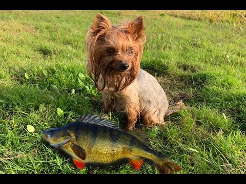 Видео: микроджиг на большой реке