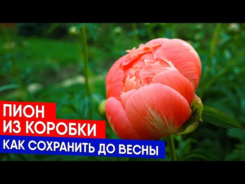 Видео: Пион из коробки - как сохранить до весны