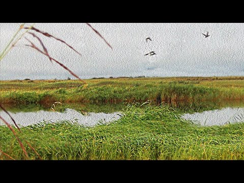 Видео: Открытие осенней охоты на утку. 2025 г.