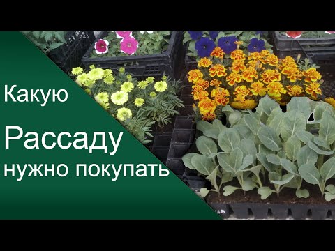 Видео: Как правильно выбрать и купить хорошую рассаду