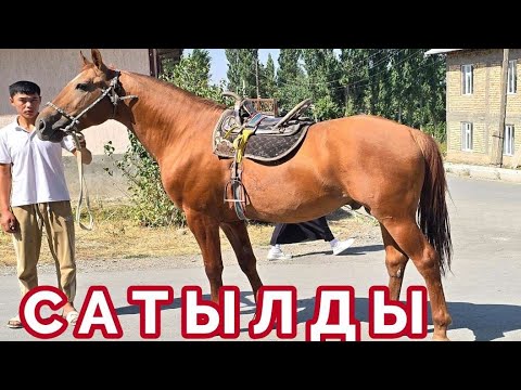 Видео: Тумарга Жет Арзан баада чыкты✊️