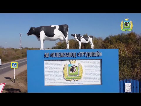Видео: Племзавод ТРУДОВОЙ