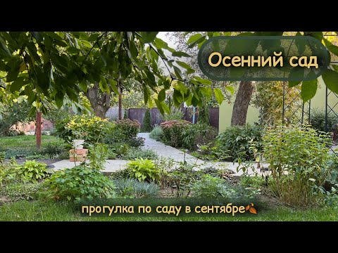 Видео: Что изменю в саду этой осенью 🍂 прогулка и новые планы🧡 #затишнийсад