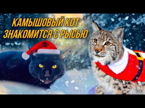 Видео: Камышовый кот знакомится с рысью🔥 Предновогодний выпуск