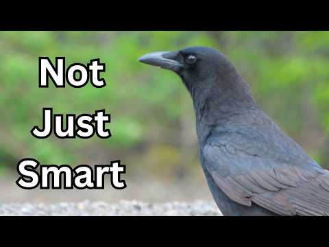 Видео: Как вороны завоевали мир