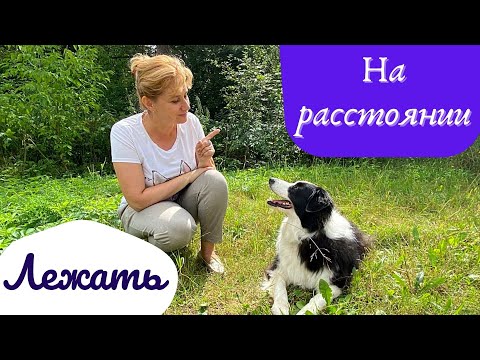 Видео: Как научить собаку выполнять команды на расстоянии. 5 простых шагов. Позитивная дрессировка собак